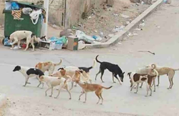 الكلاب الضالة ..ارشيفية